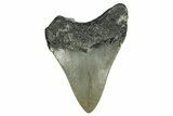 Serrated, Juvenile Megalodon Tooth - North Carolina #338515-1
